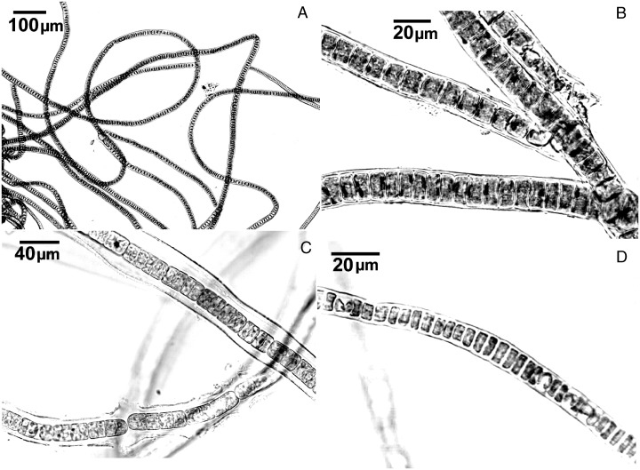 Schizogonium murale